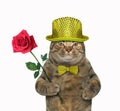 Cat trendy with a red rose Royalty Free Stock Photo