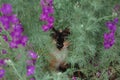 Cat tricolor in flowers. Beautiful cat sitting in nature. Domestic cat with a black and red muzzle Royalty Free Stock Photo