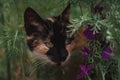 Cat tricolor in flowers. Beautiful cat sitting in nature. Domestic cat with a black and red muzzle Royalty Free Stock Photo