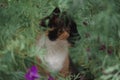 Cat tricolor in flowers. Beautiful cat sitting in nature. Domestic cat with a black and red muzzle Royalty Free Stock Photo