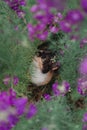 Cat tricolor in flowers. Beautiful cat sitting in nature. Domestic cat with a black and red muzzle Royalty Free Stock Photo