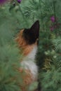 Cat tricolor in flowers. Beautiful cat sitting in nature. Domestic cat with a black and red muzzle Royalty Free Stock Photo