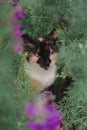 Cat tricolor in flowers. Beautiful cat sitting in nature. Domestic cat with a black and red muzzle Royalty Free Stock Photo