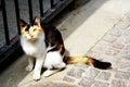 A cat tricolor sits on the street. Israel