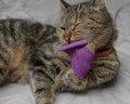 The cat tries to remove the bandage from the paw. The concept of treatment and care for the health of pets