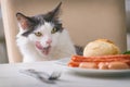 Cat tries to steal food from the table Royalty Free Stock Photo