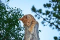 cat on the trunk, young cat climbing, brown cat on the log