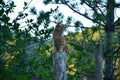 cat on the trunk, young cat climbing, brown cat on the log