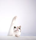 Cat trying to catch something by paws and looking up isolated on white Royalty Free Stock Photo