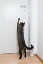 Cat trying to open the door Royalty Free Stock Photo