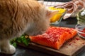 Cat is trying to steal from the table and eat a piece of salmon fillet - photo, image