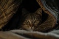 Cat tucked in a cozy corner, mid-shot, dim light outlining its hesitant and withdrawn demeanor, h