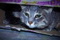 cat tucked inside a box Royalty Free Stock Photo