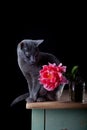 Cat and Tulip Royalty Free Stock Photo