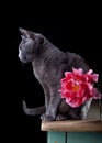Cat and Tulip Royalty Free Stock Photo