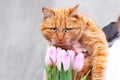 Cat and tulips. Cat and spring. Ginger cat and flowers Royalty Free Stock Photo