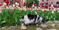 Cat tulips flowers pet garden Royalty Free Stock Photo