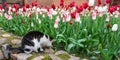 Cat tulips flowers pet garden Royalty Free Stock Photo