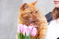 Cat and tulips. Cat and spring. Ginger cat and flowers Royalty Free Stock Photo