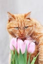 Cat and tulips. Cat and spring. Ginger cat and flowers Royalty Free Stock Photo