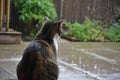 cat with twitching tail, gazing at rain washing over a patio