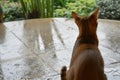 cat with twitching tail, gazing at rain washing over a patio