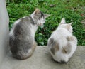 Cat. two cat sitting on stone floor