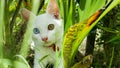 Cat with two color eyes blue and yellow in brushwood Royalty Free Stock Photo