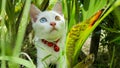 Cat with two color eyes blue and yellow in brushwood Royalty Free Stock Photo