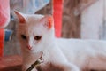 Cat with two-color eyes Royalty Free Stock Photo