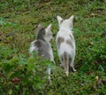 Cat. two cat hunting on grass