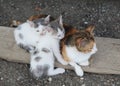 A cat and two kittens having rest on a piece of wood Royalty Free Stock Photo