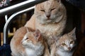 A cat with two little cats Royalty Free Stock Photo