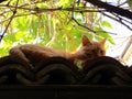 Cat under the branches