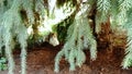 Cat under fir tree