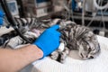 Cat under general anesthesia on the operating table. Pet surgery