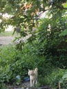 a cat under the guava tree