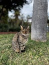 cat under palm tree nature rest Royalty Free Stock Photo