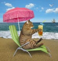 Cat drinks cocktail on the sun chair Royalty Free Stock Photo