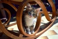 Cat under a rocking chair