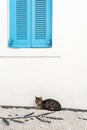 Cat under the window.