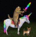 Cat on the unicorn near a dog