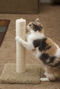 Cat using scratching post Royalty Free Stock Photo