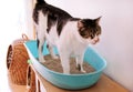 Cat using toilet, cat in litter box, for pooping or urinate, pooping in clean sand toilet. Cleaning cat litter box.