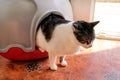 Cat using toilet, cat in litter box, for pooping or urinate, pooping in clean sand toilet. Cleaning cat litter box.