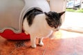 Cat using toilet, cat in litter box, for pooping or urinate, pooping in clean sand toilet. Cleaning cat litter box.