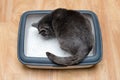 Cat using toilet, cat in litter box, for pooping or urinate, pooping in clean sand toilet. Grey cat breed Russian Blue. Royalty Free Stock Photo