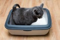 Cat using toilet, cat in litter box, for pooping or urinate, pooping in clean sand toilet. Grey cat breed Russian Blue.