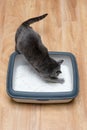 Cat using toilet, cat in litter box, for pooping or urinate, pooping in clean sand toilet. Grey cat breed Russian Blue. Royalty Free Stock Photo