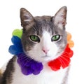 A cat on vacation in a Hawaiian Lei garland isolated on white background Royalty Free Stock Photo